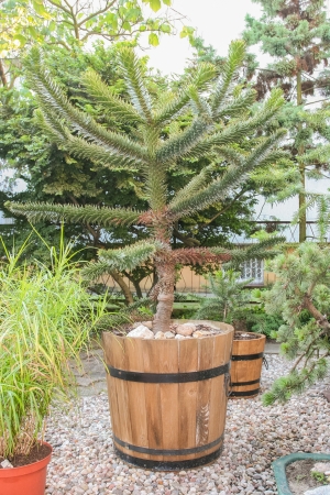 Araucaria araucana is a popular garden tree, planted for its unusual effect of the thick, 'reptilian' branches with a very symmetrical appearance.の写真素材