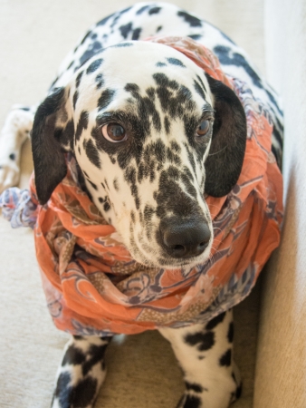The Dalmatian is a breed of dog whose roots are traced to Dalmatia, a region of Croatia.の写真素材