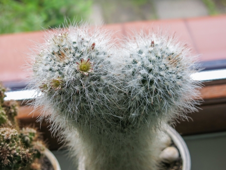 Cephalocereus senilis is a species of cactus native to Guanajuato and Hidalgo in eastern Mexico.の写真素材