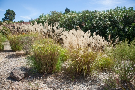 Stipa gigantea is grown as an ornamental grass for planting as single specimens and massed drifts in parks, public landscapes, and gardens.の写真素材