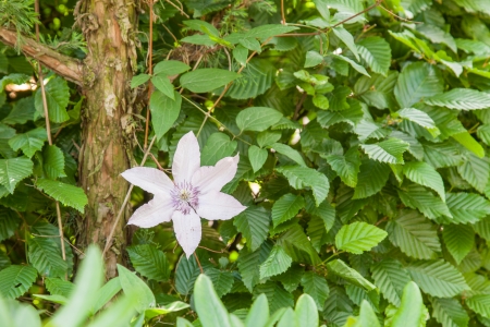 These varieties begin to bloom in early summer, with the first flush of flowers appearing on the previous year's growth.の写真素材