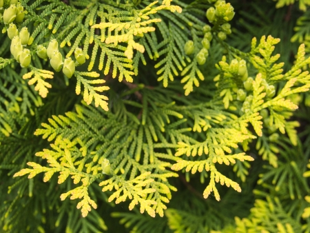Thuja occidentalis is an evergreen coniferous tree, in the cypress family Cupressaceae, which is...