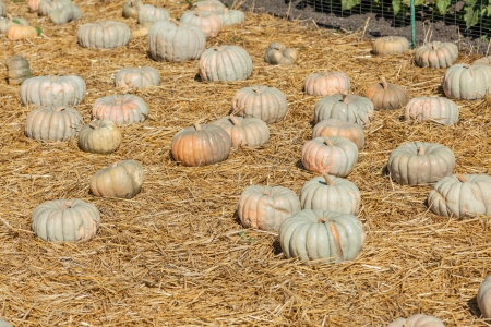 Jarrahdale Pumpkin is flattened like Cinderella but with a light blue/grey color. Deeply ribbed.の写真素材