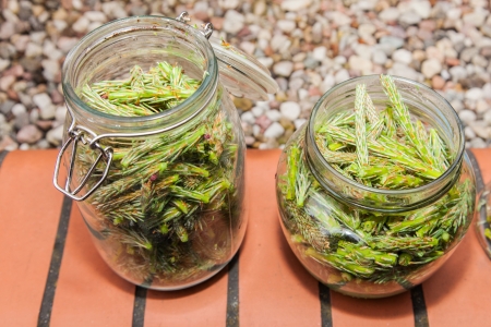 Syrup made of pine sprouts is natural remedy our great-grandmothers prepare to treat coughs and catarrhの写真素材