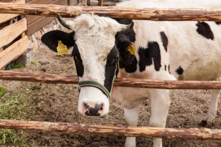 Timid attempt to meet Maya the Cow.の写真素材
