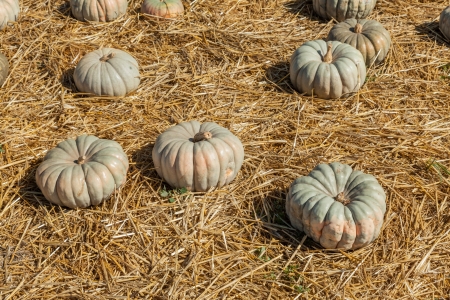 Jarrahdale Pumpkin is flattened like Cinderella but with a light blue/grey color. Deeply ribbed.の写真素材