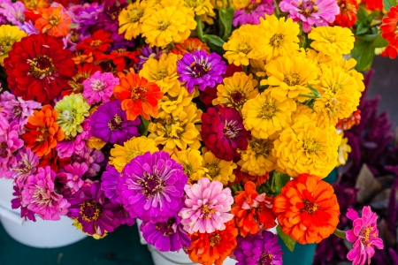Downtown Campbell's year round Farmer's Market with great community atmosphere and fresh produce grown locally.の写真素材