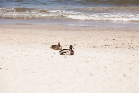 Mallard is a dabbling duck which breeds throughout the temperate and subtropical Americas, Europe, Asia, and North Africaの写真素材