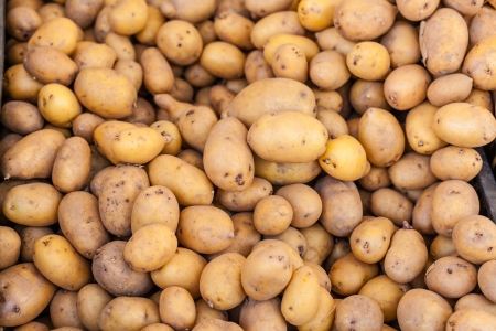 Pile of small organic potatos for sale at local farmers market の写真素材