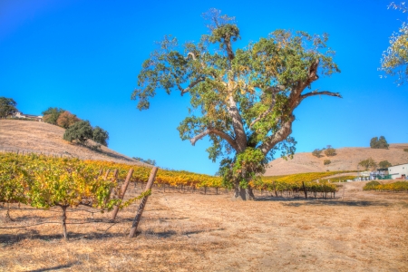 Colors of Autumn in vineyard in Santa Clara Valleyの写真素材