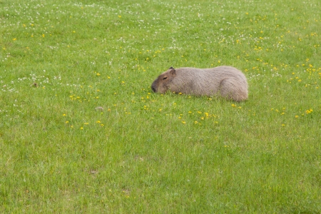 Capybara (Hydrochoerus hydrochaeris) is the largest rodent in the world.の写真素材