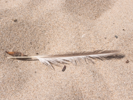 Single feather left in fine sand on a beach.の写真素材