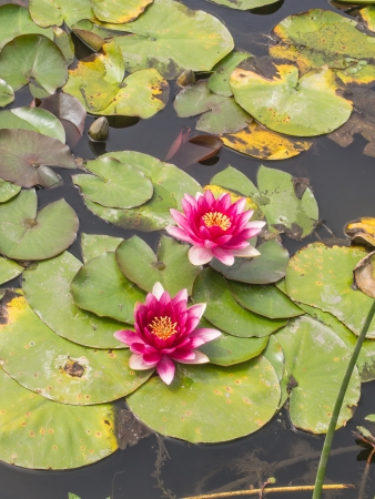 Red water lilly floating in a small pond in the park.の写真素材