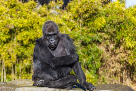 Western lowland gorilla (Gorilla gorilla gorilla) lives in montane, primary, and secondary forests and lowland swamps in central Africa.の写真素材