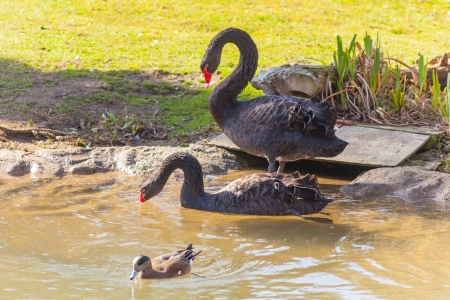 Black Swan (Cygnus atratus) is a large waterbird, a species of swan, which breeds mainly in the southeast and southwest regions of Australia.の写真素材
