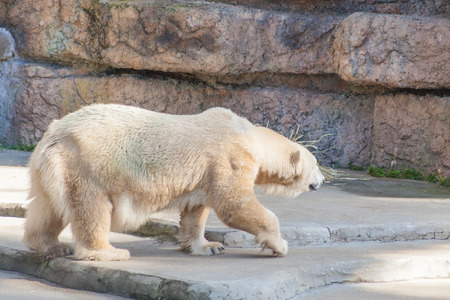 Polar bear (Ursus maritimus) is a carnivorous bear whose native range lies largely within the Arctic Circle.の写真素材