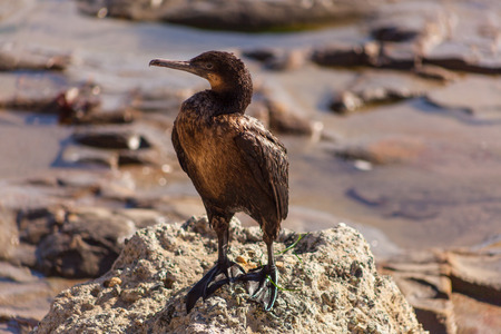 Double-crested Cormorant (Phalacrocorax auritus) is a member of the cormorant family of seabirds.の写真素材