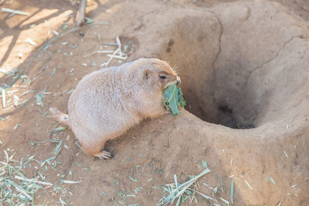 Black-tailed prairie dog (Cynomys ludovicianus) is a rodent of the family Sciuridae found in the Great Plains of North Americaの写真素材
