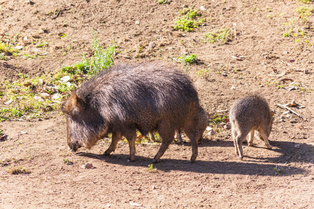 Chacoan peccary or tagua (Catagonus wagneri) is a species of peccary found in the Gran Chaco of Paraguay, Bolivia, and Argentina.の写真素材