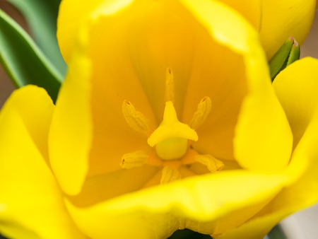 Close up of beautiful yellow tulip flower.の写真素材