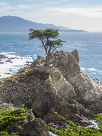 Standing on a granite hillside off California's scenic 17-mile drive in Pebble Beach, the Lone Cypress is a western icon, and has been called one of the most photographed trees in North America.のeditorial素材