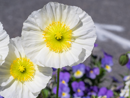 Alpine poppy (Papaver alpinum) has pinnate deciduous leaves, with white flowers with a yellow heart.
