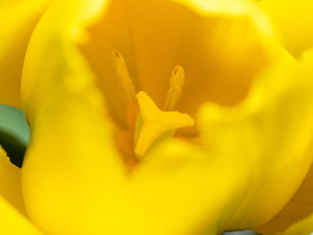 Close up of beautiful yellow tulip flower.の写真素材