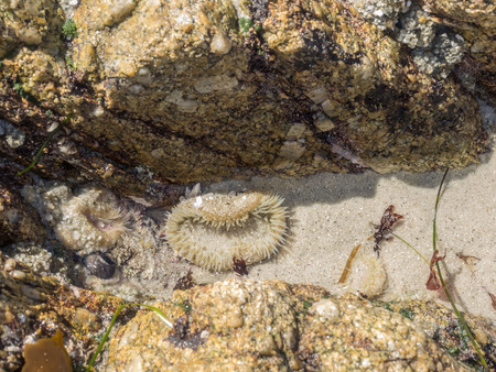 Anthopleura xanthogrammica is found along the low to mid intertidal zones of the Pacific Ocean, from Alaska to Southern California.の写真素材