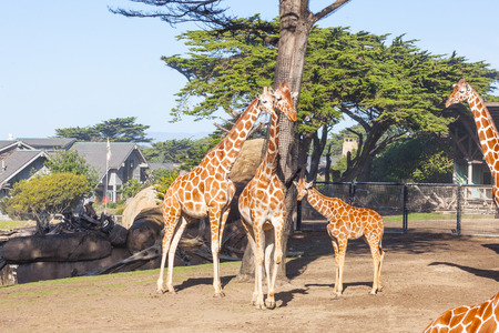 Reticulated giraffe (Giraffa camelopardalis reticulata) is a subspecies of giraffe native to Somalia, southern Ethiopia, and northern Kenya.の写真素材