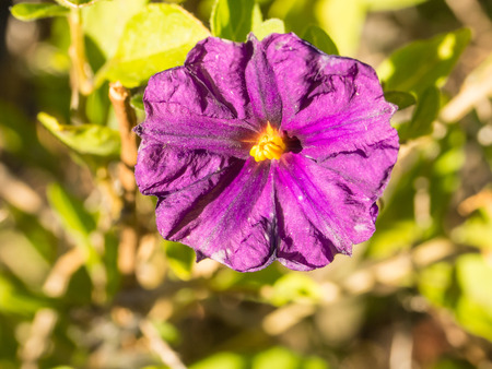 Lycianthes rantonnetii  blue potato bush  is a species of flowering plant in the family Solanaceae の写真素材