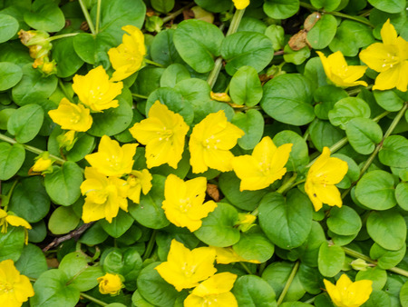 Yellow pimpernel  Lysimachia nemorum  is a flowering plant of the genus Lysimachia in the family Myrsinaceae の写真素材
