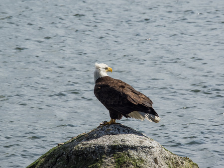 Bald eagle (Haliaeetus leucocephalus) is a bird of prey found in North America.