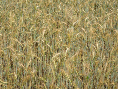 Rye (Secale cereale) is a grass grown extensively as a grain and as a forage crop.の写真素材