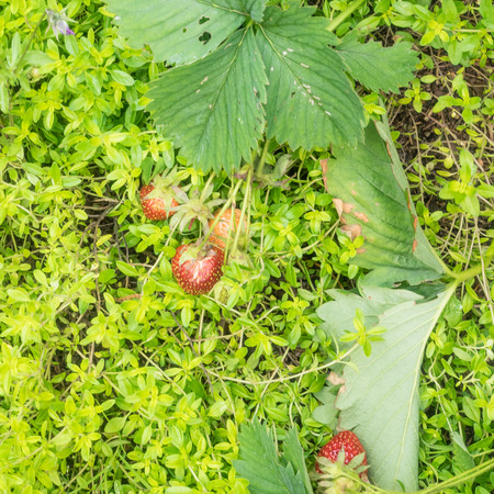 Garden strawberry (Fragaria Ã ananassa) is a widely grown hybrid species of the genus Fragariaの写真素材