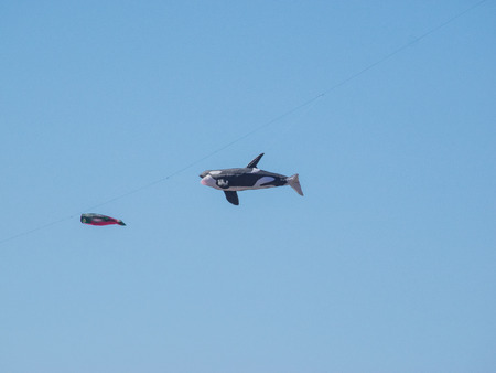 BERKELEY, CA/USA - July 26 2014: Hundreds of kites of all sizes are flown by amateurs and professionals in Cezar Chavez Park during Berkeley Kite Festival.のeditorial素材