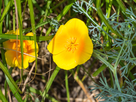 Eschscholzia californica is a species of flowering plant in the family Papaveraceae, native to the United States and Mexico, and the official state flower of California の写真素材