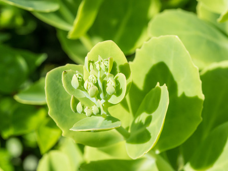 Butterfly stone crop (Hylotelephium spectabile) is a species of flowering plant in the stonecrop...