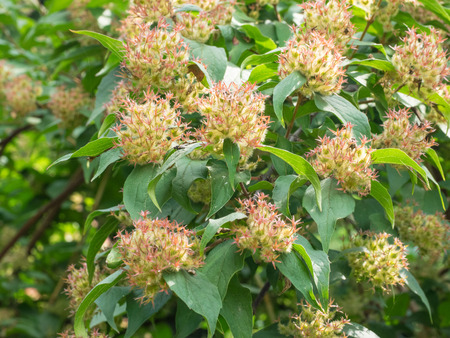 Panicled hydrangea (Hydrangea paniculata) is a species of flowering plant in the family Hydrangaceae...