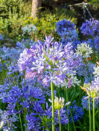Agapanthus africanus (African lily) is a native of the Cape of Good Hope in South Africaの写真素材
