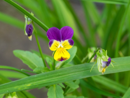 Pansies are derived from viola species Viola tricolor hybridized with other viola species, these hybrids are referred to as Viola Ã wittrockiana.の写真素材