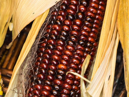 Flint corn (Zea mays indurata) has a hard outer layer to protect the soft endosperm.