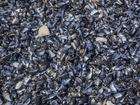 Black mussel shells washed out to a beach