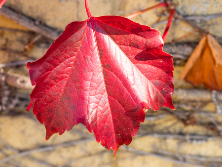 Colorful Grape Ivy climbing on a wall in autumnの写真素材