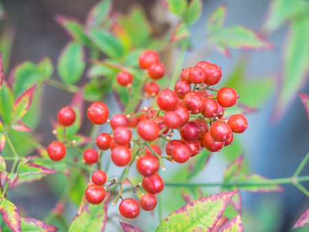 California holly (Heteromeles arbutifolia) is a common perennial shrub native to extreme southwest Oregon, California and Baja California.の写真素材