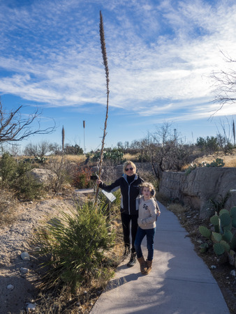 Living Desert Zoo and Gardens State Park is a zoo and botanical garden displaying plants and animals of the Chihuahuan Desert in their native habitats. It is located off U.S. Route 285 at the north edge of Carlsbad, New Mexico.のeditorial素材