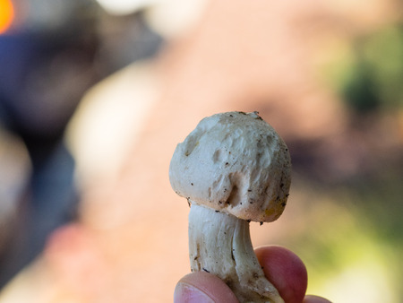 Little wild white mushroom found in a park.の写真素材