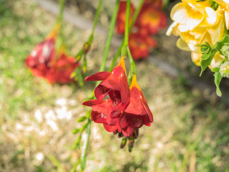 Freesia is a genus of herbaceous perennial flowering plants in the family Iridaceae.の写真素材