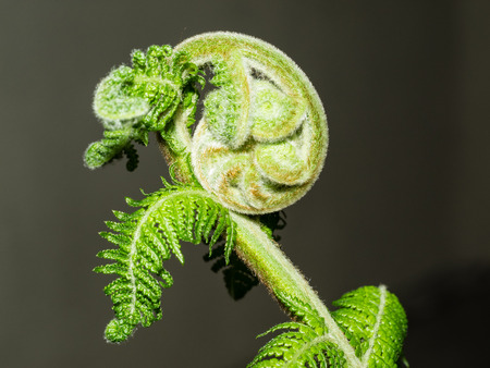Unfurling fiddlehead fern frond in a garden.の写真素材