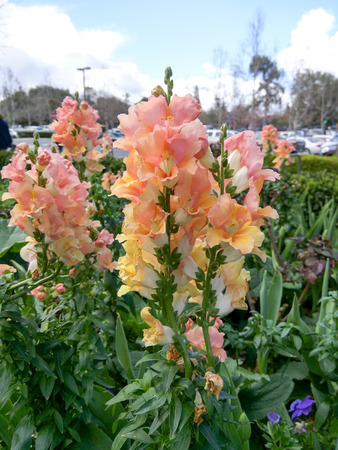 Snapdragon (Antirrhinum majus) is a flowering plant belonging to the genus Antirrhinum. It is native to the Mediterranean region.の写真素材
