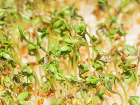 Cuckooflower (Cardamine pratensis) sprouts planted on on white swabs.の写真素材